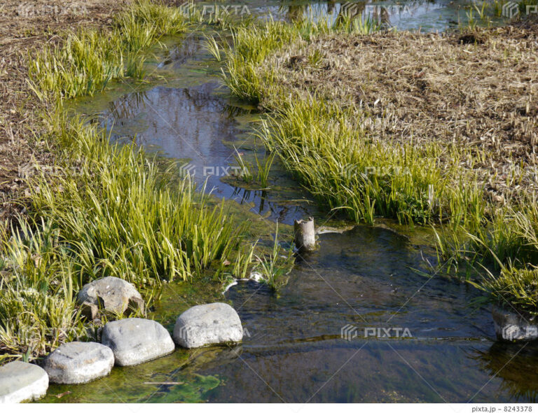 鶴見川の生きものを観察しよう